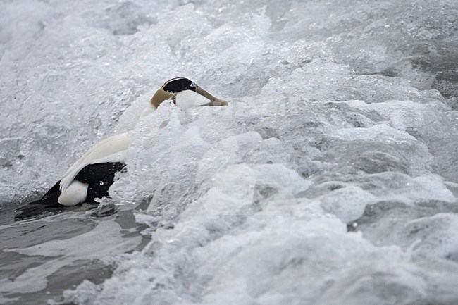 Common Eider adult male swimming; Eider volwassen man zwemmend stock-image by Agami/Jari Peltomäki,