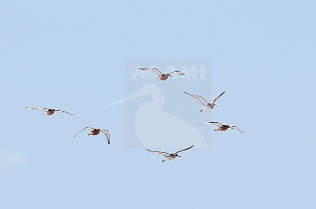 Bar-tailed Godwit (Limosa lapponica) Vardö Norway May 2017 stock-image by Agami/Markus Varesvuo,