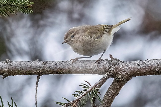 Presumed Siberian Chiffchaff
(Phylloscopus tristis) or Scandinavian Chiffchaff (Phylloscopus collybita abietinus) perched on a tree in Artselaar, Antwerp, Belgium. stock-image by Agami/Vincent Legrand,