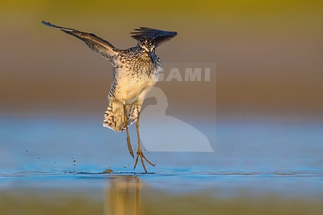 Wood Sandpiper (Tringa glareola) during migration in Italy. Bathing itself in shallow water. stock-image by Agami/Daniele Occhiato,