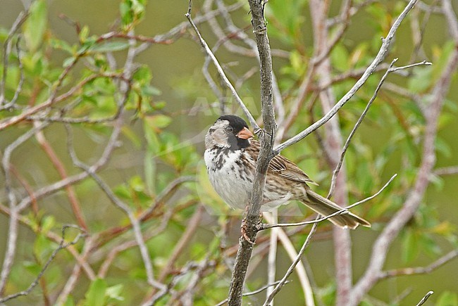 Harris's Sparrow is a breeding endemic of Canada. It is an uncommon bird in the taiga of northern Canada. It winters in central USA at the wide grassy fields from Wyoming to Texas. stock-image by Agami/Eduard Sangster,
