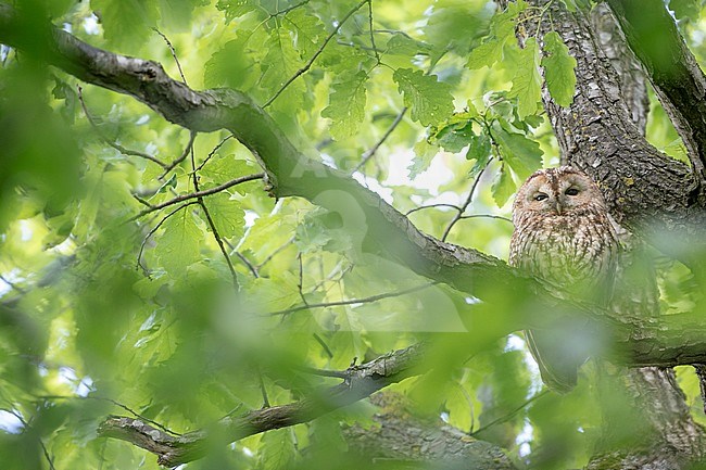 Tawny Owl - Waldkauz - Strix aluco aluco, Germany, adult stock-image by Agami/Ralph Martin,