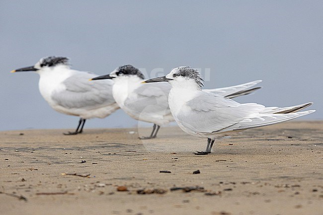 Sandwich Tern (Thalasseus sandvicensis), three adults in winter plumage standing on the sand, Campania, Italy stock-image by Agami/Saverio Gatto,