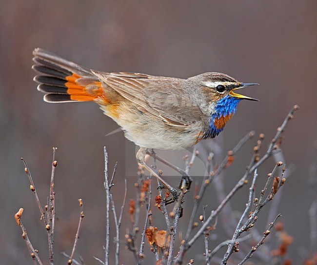 Red-spotted Bluethroat male singing; Roodgesterde Blauwborst man zingend stock-image by Agami/Markus Varesvuo,