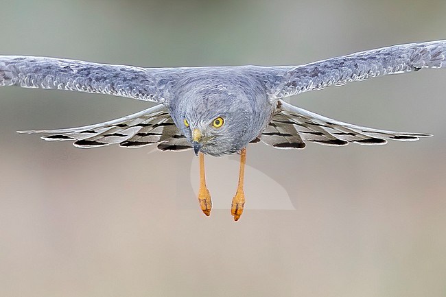 Cinereous Harrier (Circus cinereus) in flight  in Argentina stock-image by Agami/Dubi Shapiro,