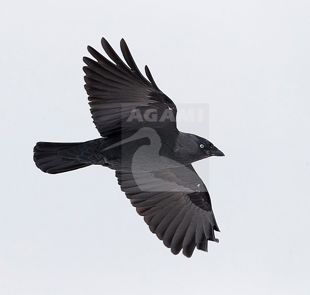 Western Jackdaw (Coloeus monedula spermologus) during winter in Katwijk, Netherlands. stock-image by Agami/Marc Guyt,