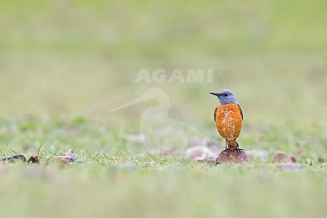 Common Rock Thrush, Monticola saxatilis, Kyrgyzstan, adult male standing on the ground, seen from the front. stock-image by Agami/Ralph Martin,