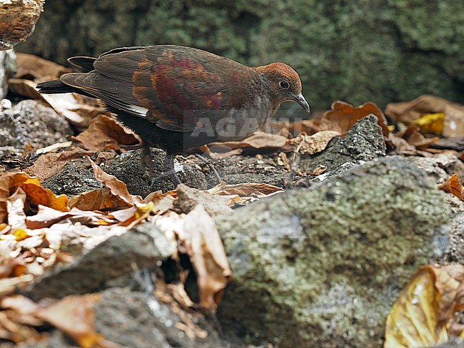 Marquesan ground dove, Pampusana rubescens, in French Polynesia. Walking on the forest floor. stock-image by Agami/James Eaton,