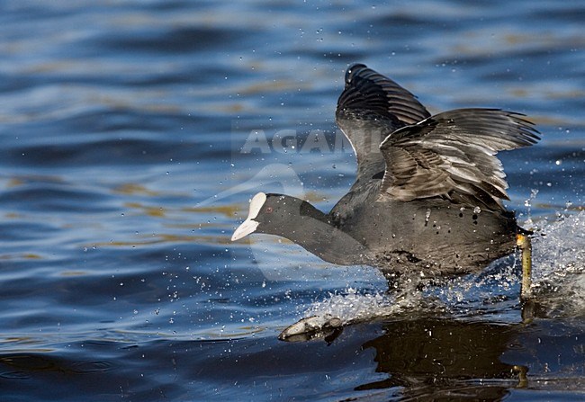 Eurasian Coot running on the water; Meerkoet rennend over het water stock-image by Agami/Marc Guyt,