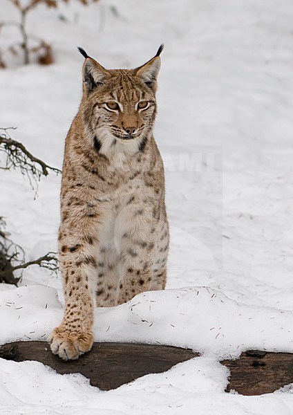 Eurasian Lynx in de sneeuw; European Lynx in snow stock-image by Agami/Han Bouwmeester,