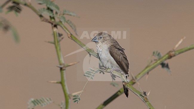 Side view of a African Silverbill (Euodice cantans) sitting on branch. Oman, Asia. stock-image by Agami/Markku Rantala,