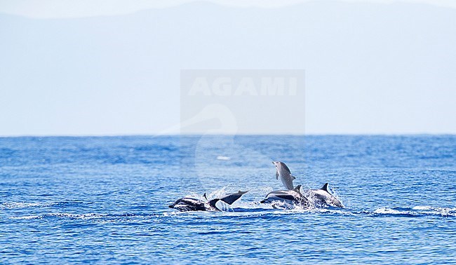 Gestreepte Dolfijnen bij de Azoren; Striped Dolphins (Stenella coeruleoalba) around the Azores stock-image by Agami/Marc Guyt,