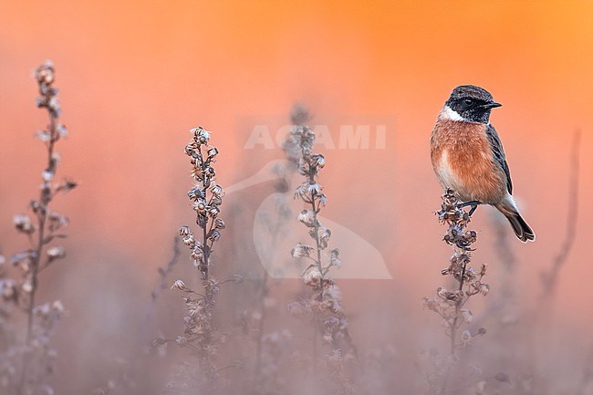 European Stonechat (Saxicola rubicola) in Italy. stock-image by Agami/Daniele Occhiato,