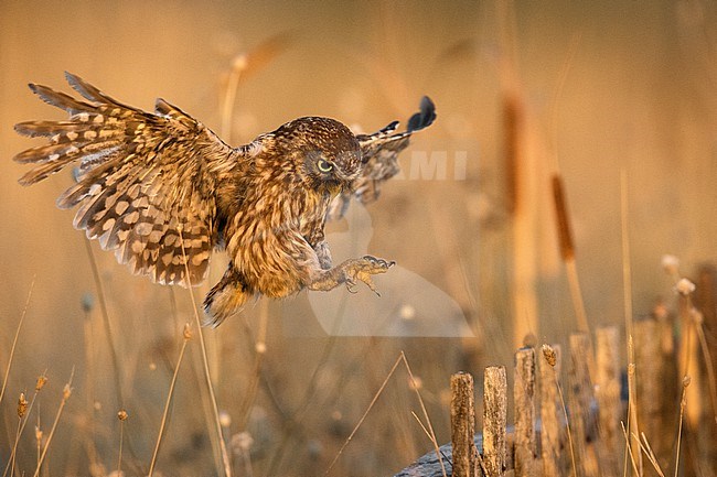 Little Owl (Athene noctua) in Italy. In flight. stock-image by Agami/Daniele Occhiato,