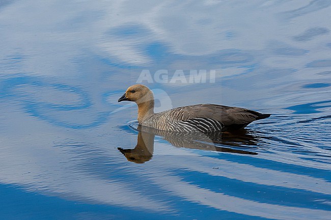 A female upland goose, Chloephaga picta, on a lake. Pebble Island, Falkland Islands stock-image by Agami/Sergio Pitamitz,