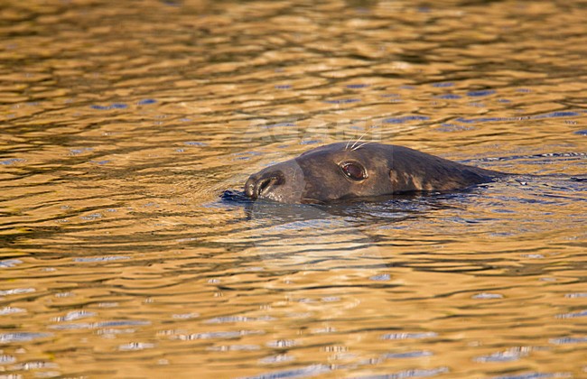 Grijze zeehond, Grey Seal, Halichoerus grypus stock-image by Agami/Hugh Harrop,