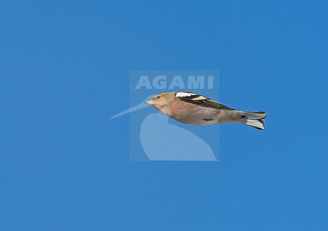 Male Common Chaffinch (Fringilla coelebs) flying, migrating in blue sky, showing underside stock-image by Agami/Ran Schols,