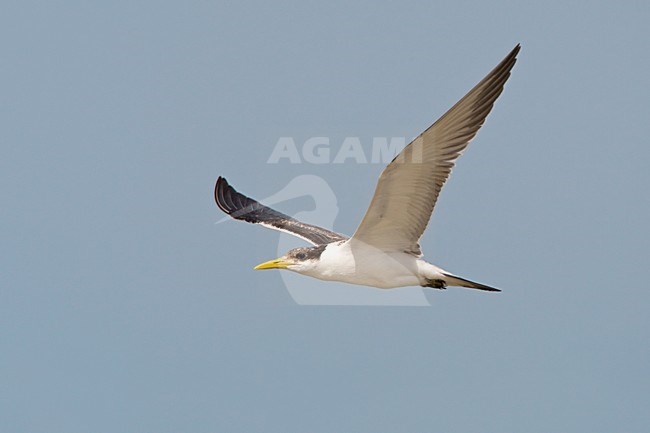 Grote Kuifstern in vlucht; Swift Tern in flight stock-image by Agami/Daniele Occhiato,