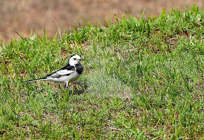 Male Amur Wagtail (Motacilla alba leucopsis) during spring migration in eastern China. stock-image by Agami/Marc Guyt,