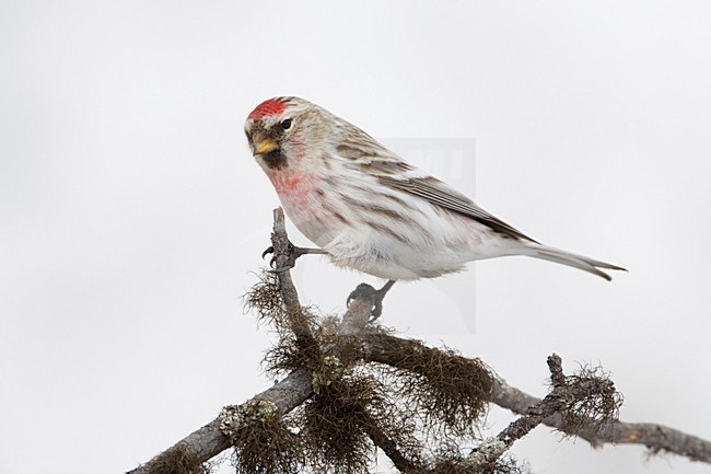 Witstuitbarmsijs in de winter; Arctic Redpoll in winter stock-image by Agami/Arie Ouwerkerk,