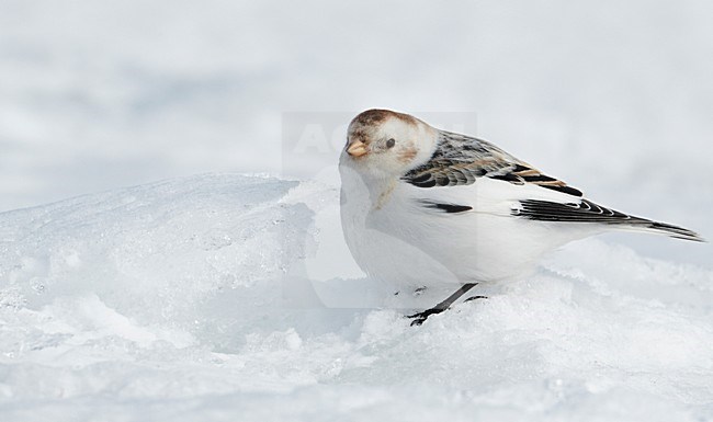 Sneeuwgors in winterkleed, Snow Bunting in winterplumage stock-image by Agami/Markus Varesvuo,