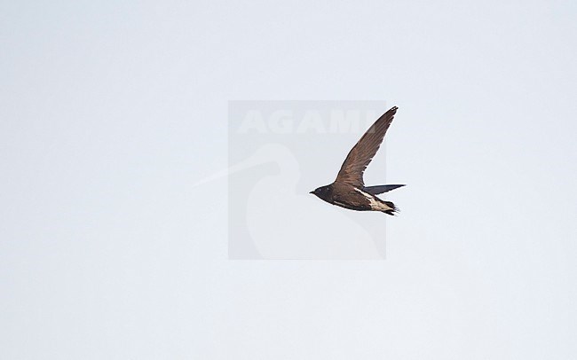 Brown-backed Needletail (Hirundapus giganteus) single bird in flight against blue sky at Khao Yai, Thailand stock-image by Agami/Helge Sorensen,