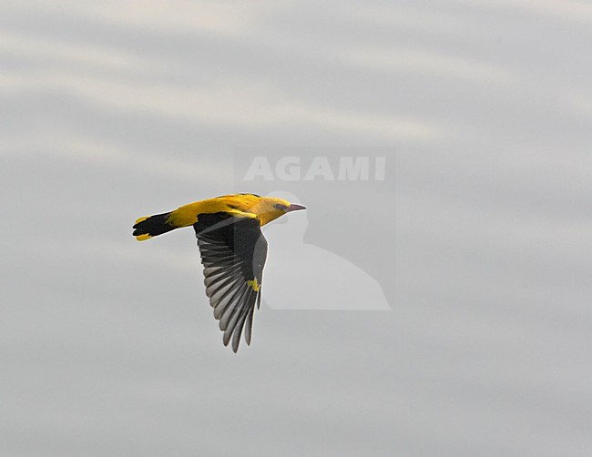 Golden Oriole male flying; Wielewaal man vliegend stock-image by Agami/Markus Varesvuo,