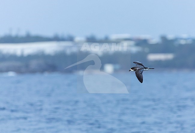 Bermuda Petrel, Pterodroma cahow, off the coast near the colony on Nonsuch island, Bermuda. Bird in flight as dusk. stock-image by Agami/Marc Guyt,