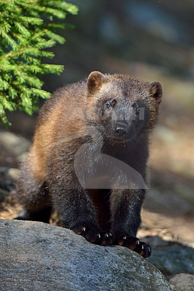 Veelvraat, Wolverine, Gulo gulo stock-image by Agami/Jari Peltomäki,
