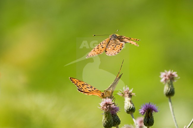 Baltsende parelmoervlinders, Courtship of Fritillaries stock-image by Agami/Rob de Jong,
