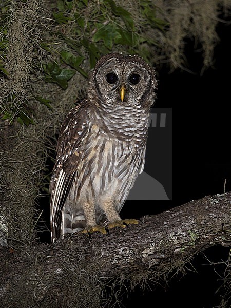 Barred Owl (Strix varia) at Florida, United States. stock-image by Agami/Tom Friedel,