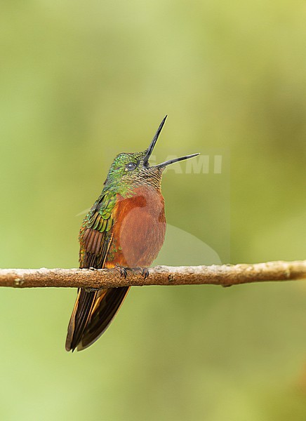 Chestnut-breasted Coronet (Boissonneaua matthewsii) calling perched on a branch in Cusco, Peru, South-America. stock-image by Agami/Steve Sánchez,