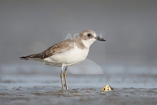 Winter plumaged adult Greater Sand Plover (Charadrius leschenaultii) standing on mud flat at Xitou, Guangdon, CHina stock-image by Agami/Jonathan Martinez,