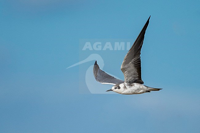 Adult non-breeding American Black Tern (Chlidonias niger surinamensis) in transition to breeding plumage at Galveston County, Texas, in spring. Flying past. stock-image by Agami/Brian E Small,