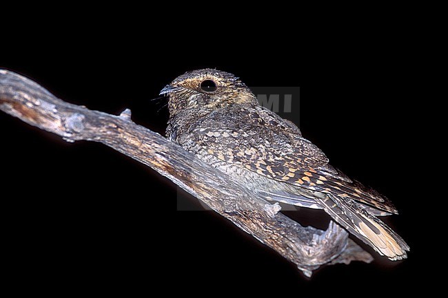 Adult female
Cochise Co., AZ
May 2004 stock-image by Agami/Brian E Small,