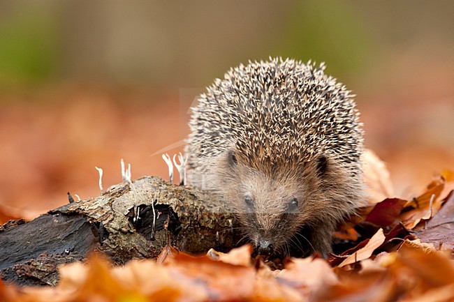 Europese Egel tussen herfstbladeren, European Hedgehog between autumn leaves stock-image by Agami/Roy de Haas,