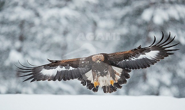 Immature Golden Eagle (Aquila chrysaetus) landing near Utajärvi in taiga forest of northern Finland during a cold winter. stock-image by Agami/Markus Varesvuo,