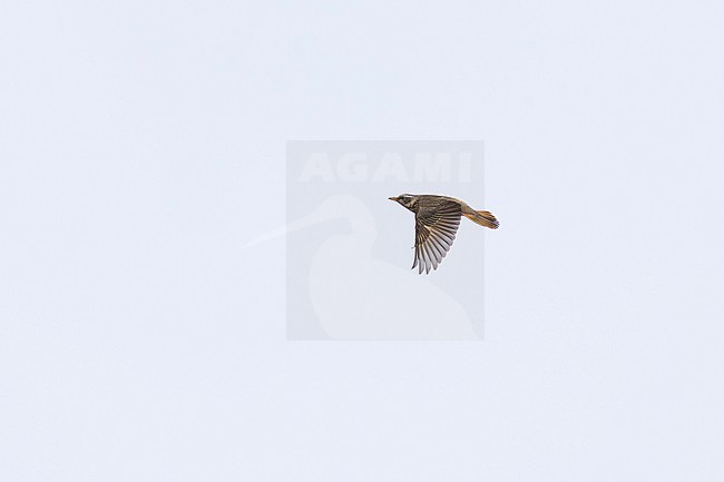 adult female or second year male naumann's thrush (turdus naumanni) in flight, found in Dornod Aimag in Mongolia stock-image by Agami/Mathias Putze,