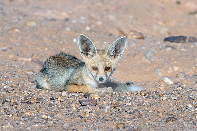Young Ruppell's Fox (Vulpes rueppelli) near the den in the desert of Western Sahara, south of Dakhla. stock-image by Agami/David Monticelli,