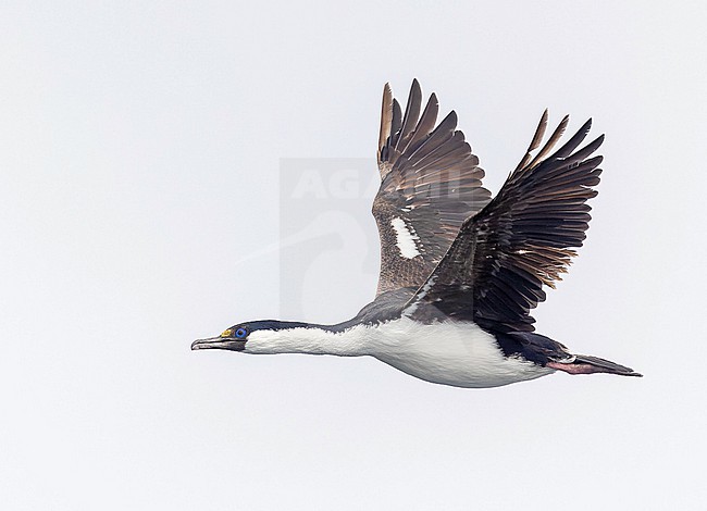 South Georgia shag, Leucocarbo georgianus, at sea between Argentina and South Georgia. stock-image by Agami/Pete Morris,
