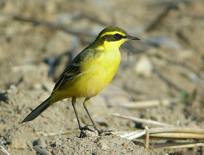 Male Eastern Yellow Wagtail (Motacilla tschutschensis taivana) on Heuksan Do in South Korea. Standing on the ground. stock-image by Agami/Aurélien Audevard,