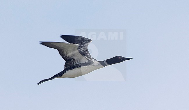 Adult Common Loon (Gavia immer) in summer plumage in flight against a blue sky as background. stock-image by Agami/Brian Sullivan,