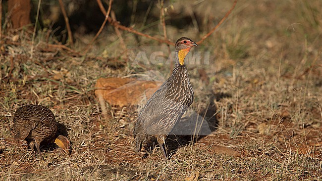 a couple of yellow-necked spurfowl or yellow-necked francolin (Pternistis leucoscepus), female is foraging and male is guarding stock-image by Agami/Mathias Putze,