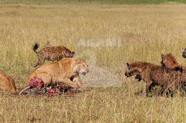 Lionesses, Panthera leo, feeding on a zebra, while hyenas, Crocuta crocuta, attempt to scavenge. Masai Mara National Reserve, Kenya, Africa. stock-image by Agami/Sergio Pitamitz,