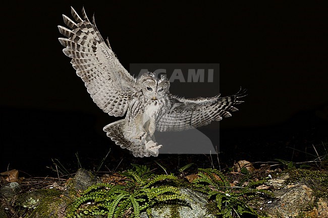 Adult Tawny Owl (Strix aluco) in the Aosta valley in northern Italy. Landing on the ground, hunting for prey. stock-image by Agami/Alain Ghignone,