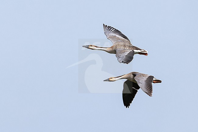 a couple of  swan goose (anser cygnoides) in flight, found near Khalk River in eastern Mongolia in Dornod Aimag stock-image by Agami/Mathias Putze,