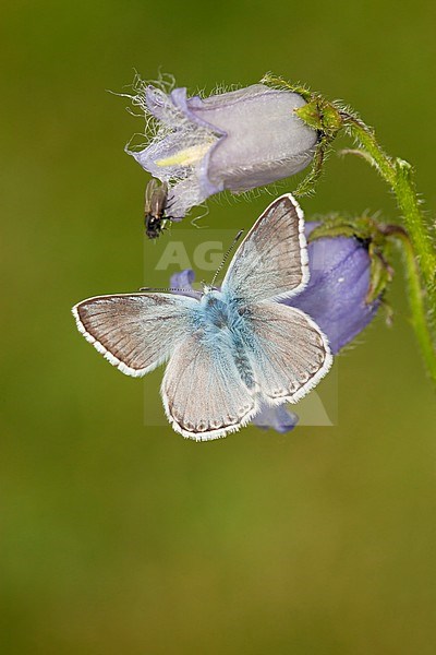 Bleek blauwtje / Chalk-hill Blue (Polyommatus coridon) stock-image by Agami/Wil Leurs,