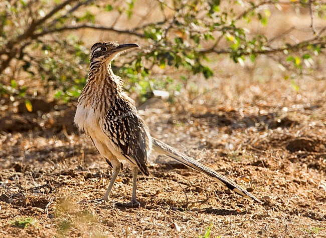 Kleine Renkoekoek, Lesser Roadrunner stock-image by Agami/Roy de Haas,