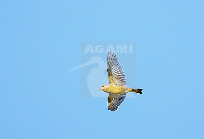 Adult male European Greenfinch (Chloris chloris) on migration flying against a blue sky showing underside and wings fully spread stock-image by Agami/Ran Schols,