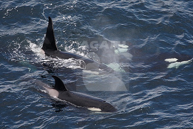 Pod of four Killer Whales (Orcinus orca) swimming off the coast of Scotland. stock-image by Agami/Hugh Harrop,